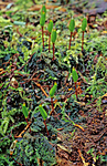 KA 16 00 0061 / Buxbaumia viridis / Grønnsko